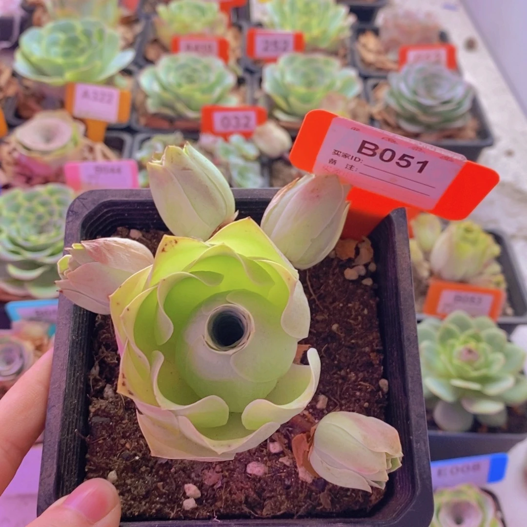 青***草山地玫瑰一物一拍051