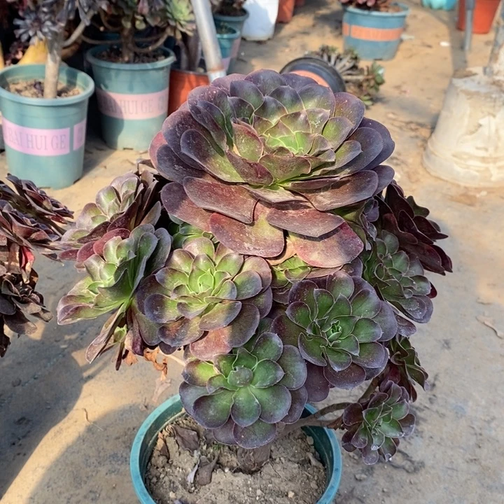 魅金玫瑰多肉42。