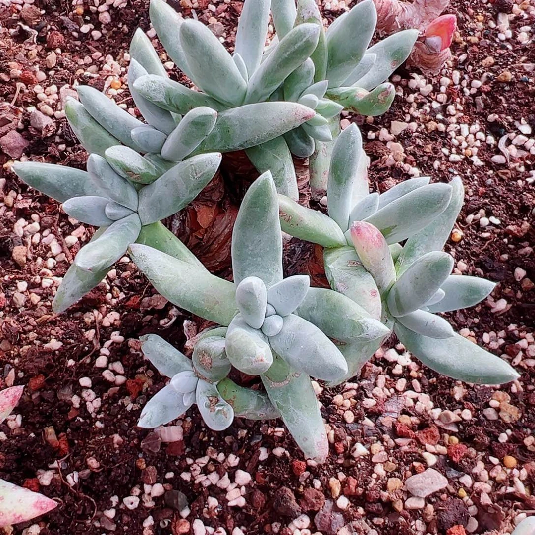 8890海瑟拇指仙女杯