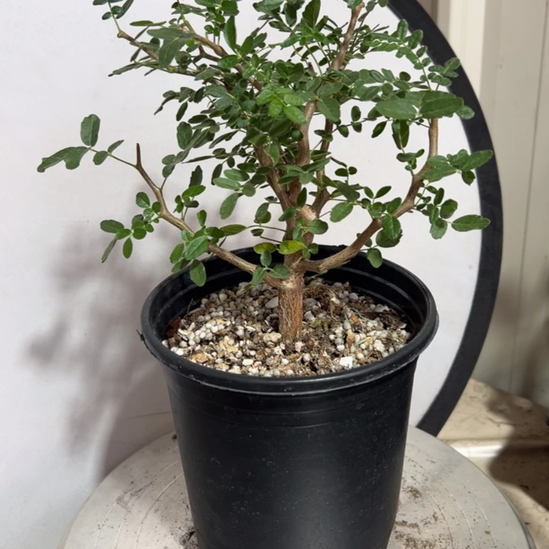 滔天橄榄带盆111111111