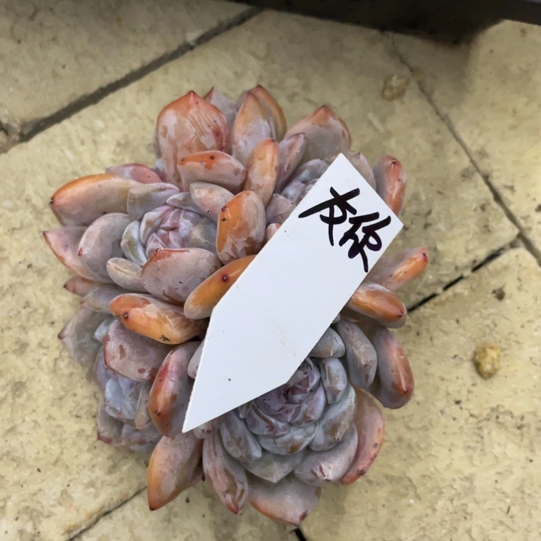 友***好姐姐说她真的有男朋友没