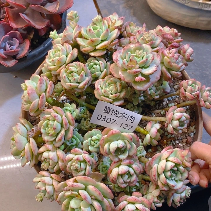 夏悦多肉0307-127香草