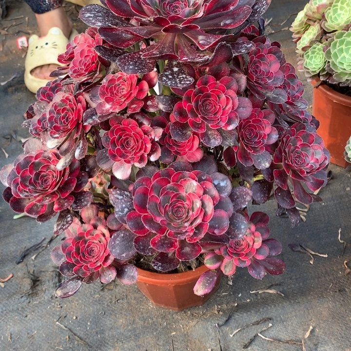 瓶**罐不包损344号丽娜手捧