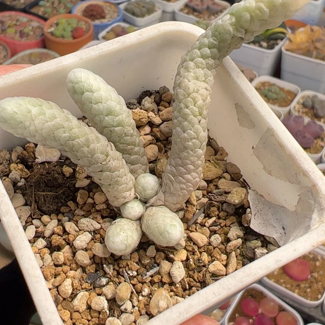 1521多肉植物百科