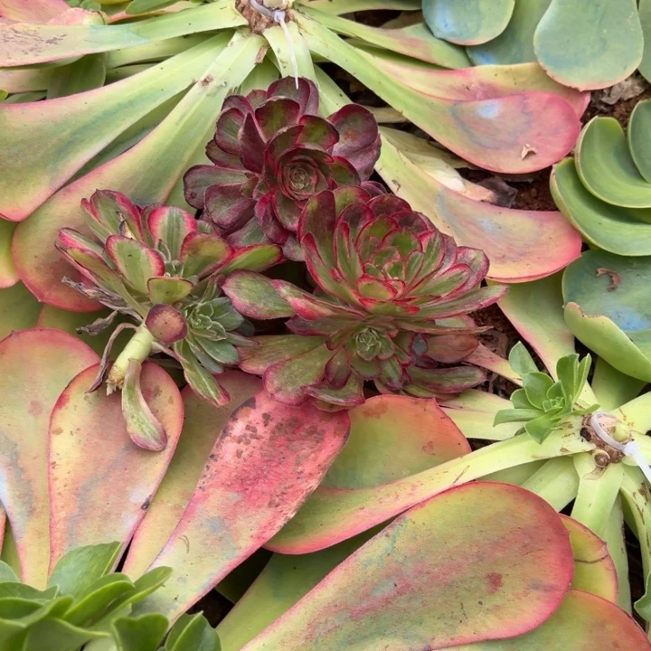 桃花坞嫁接的9.9啊啊