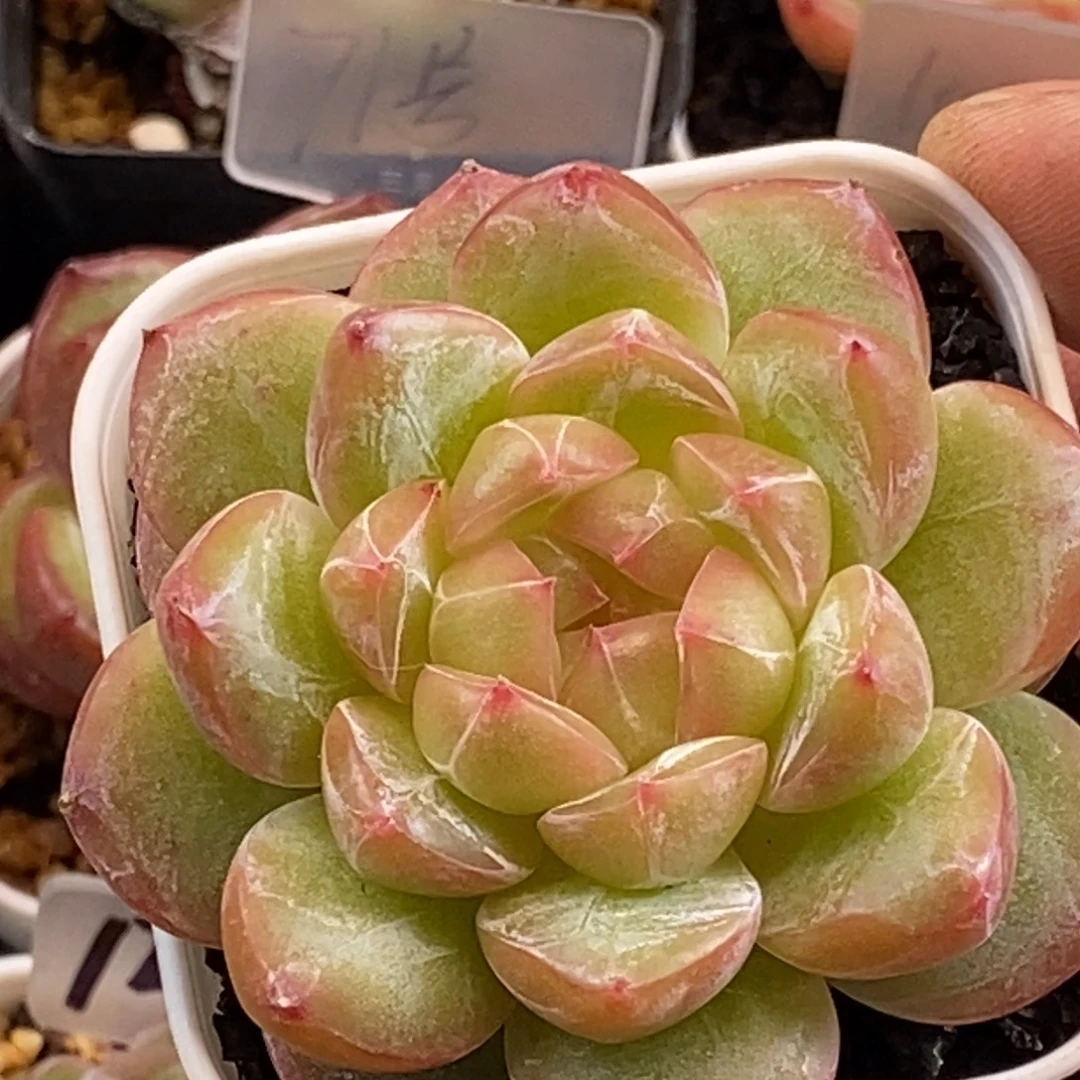 天官赐福百无禁忌