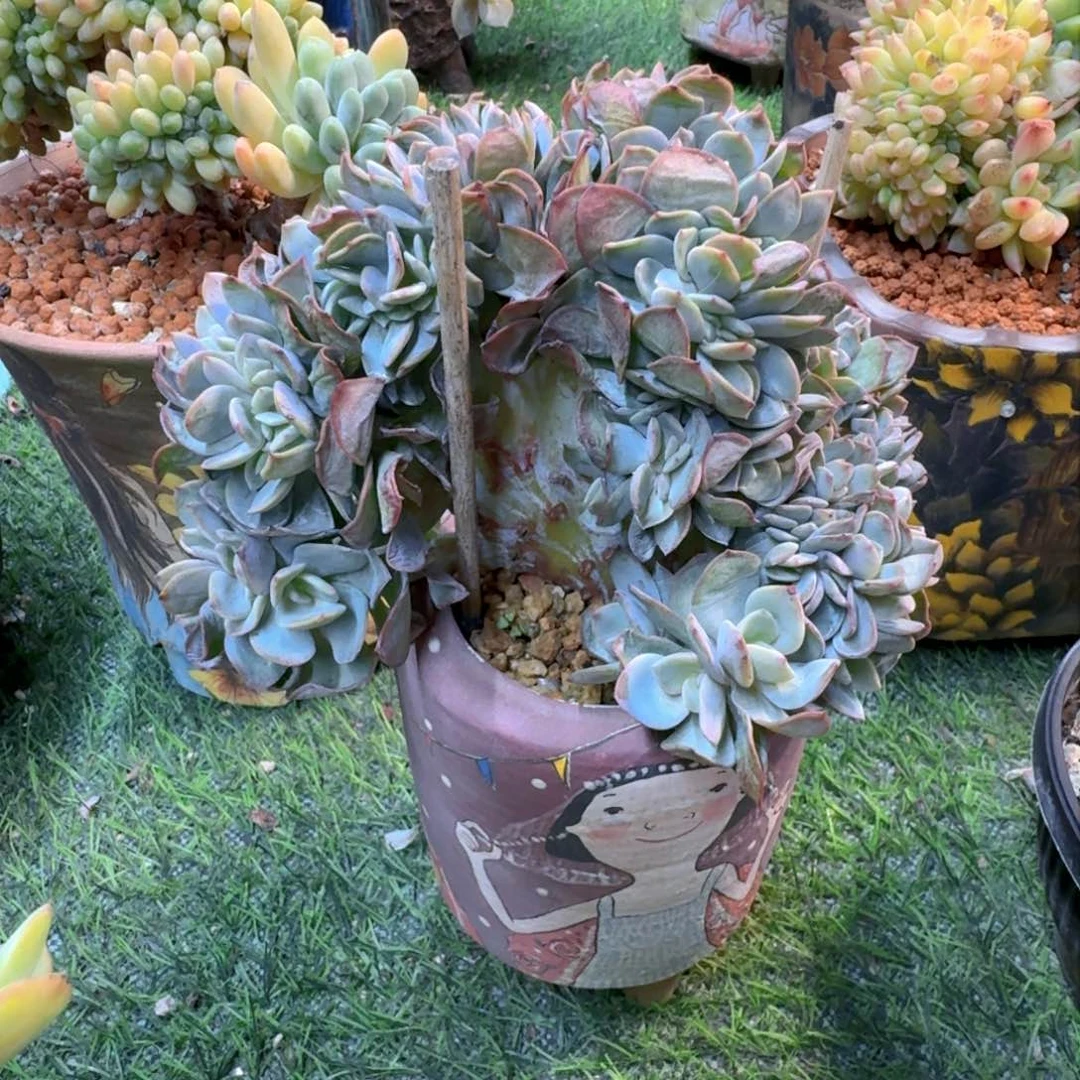 白凤小树板子多肉植物