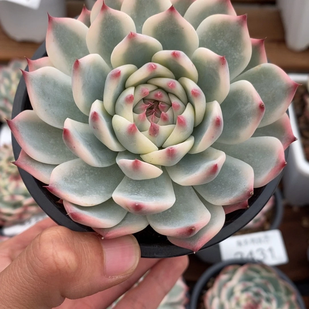吉娃娃锦多肉植物2438