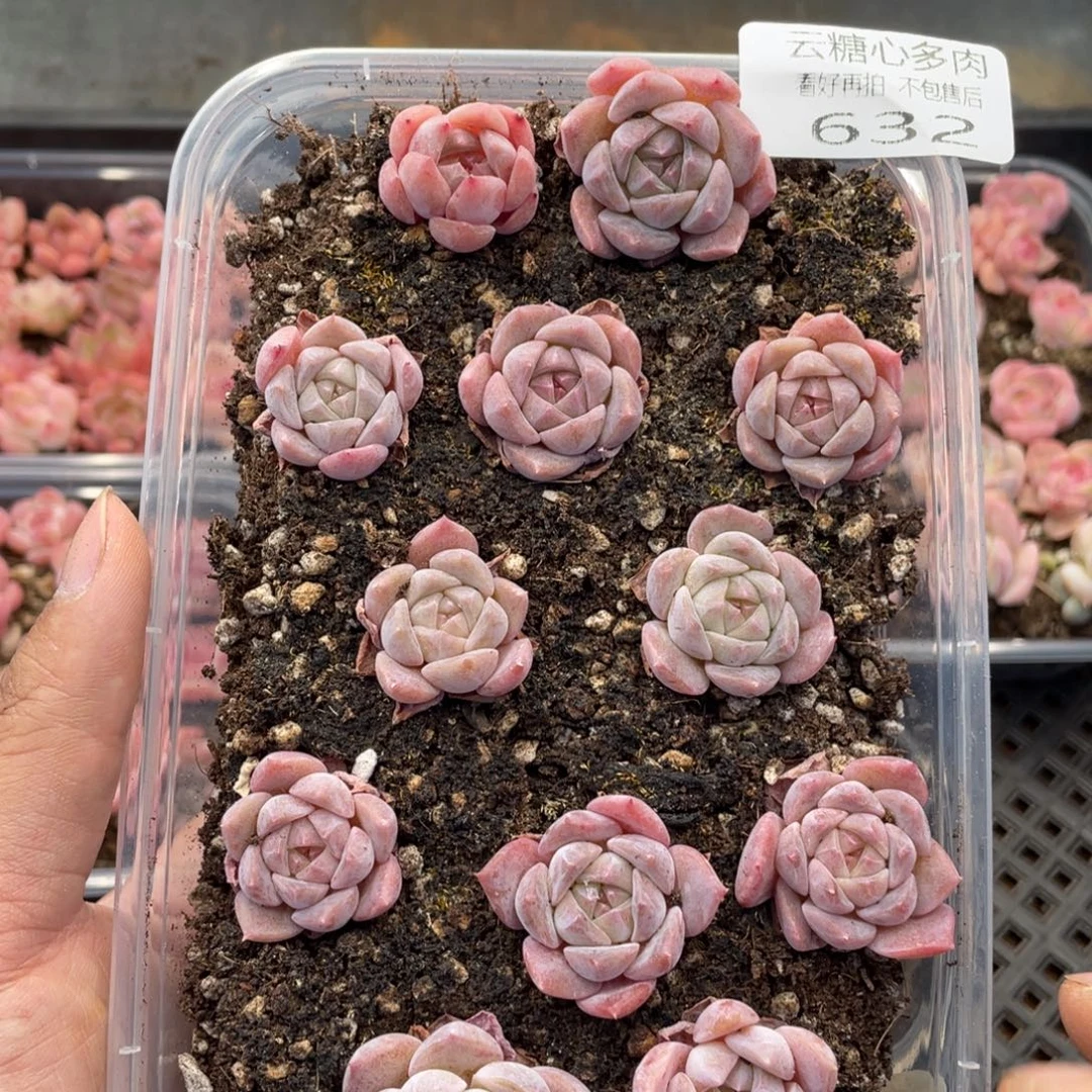 云糖心多肉植物632