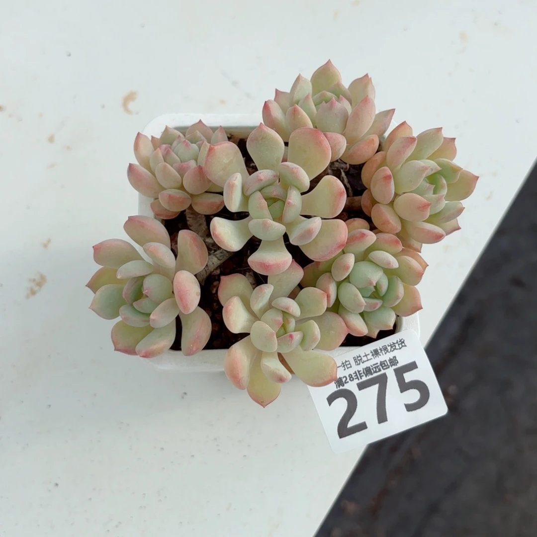 蜜桃格林老桩无盆土发货