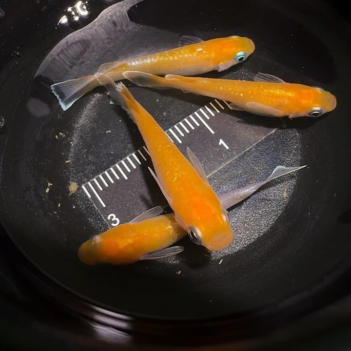 青鳉鱼一物一拍575