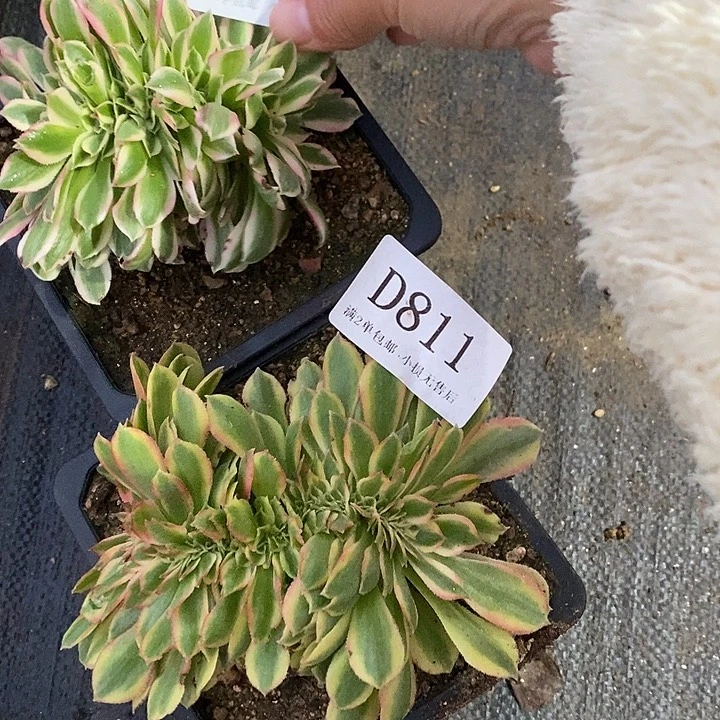 811、839女巫红秀多肉缀化2颗