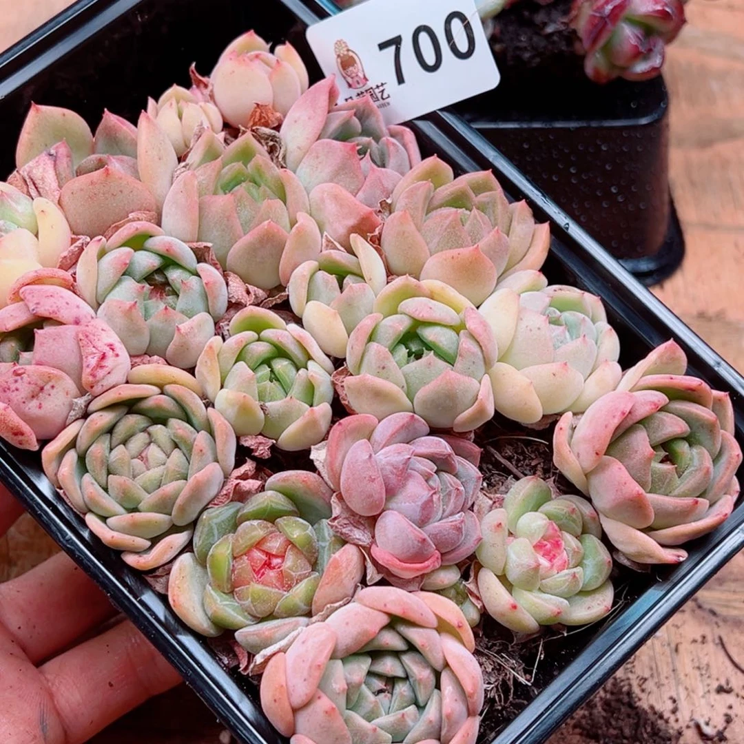 多肉植物多肉植物