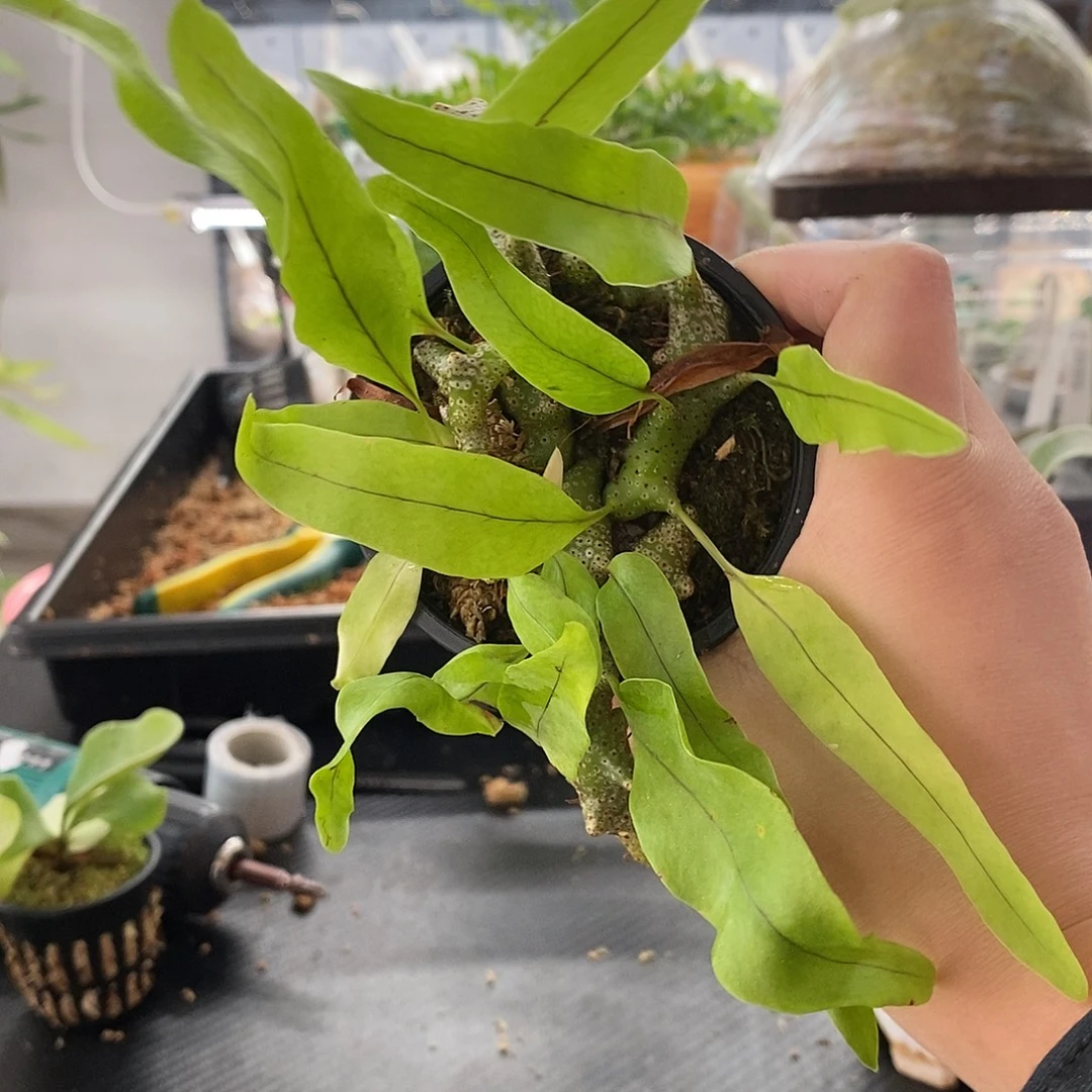 无花朵无开花植物