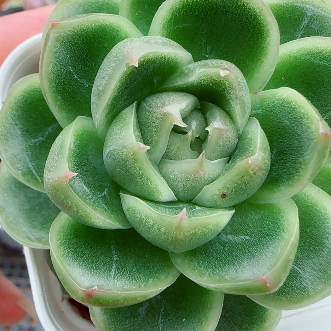 无***语花语逸镜1007-278溏心