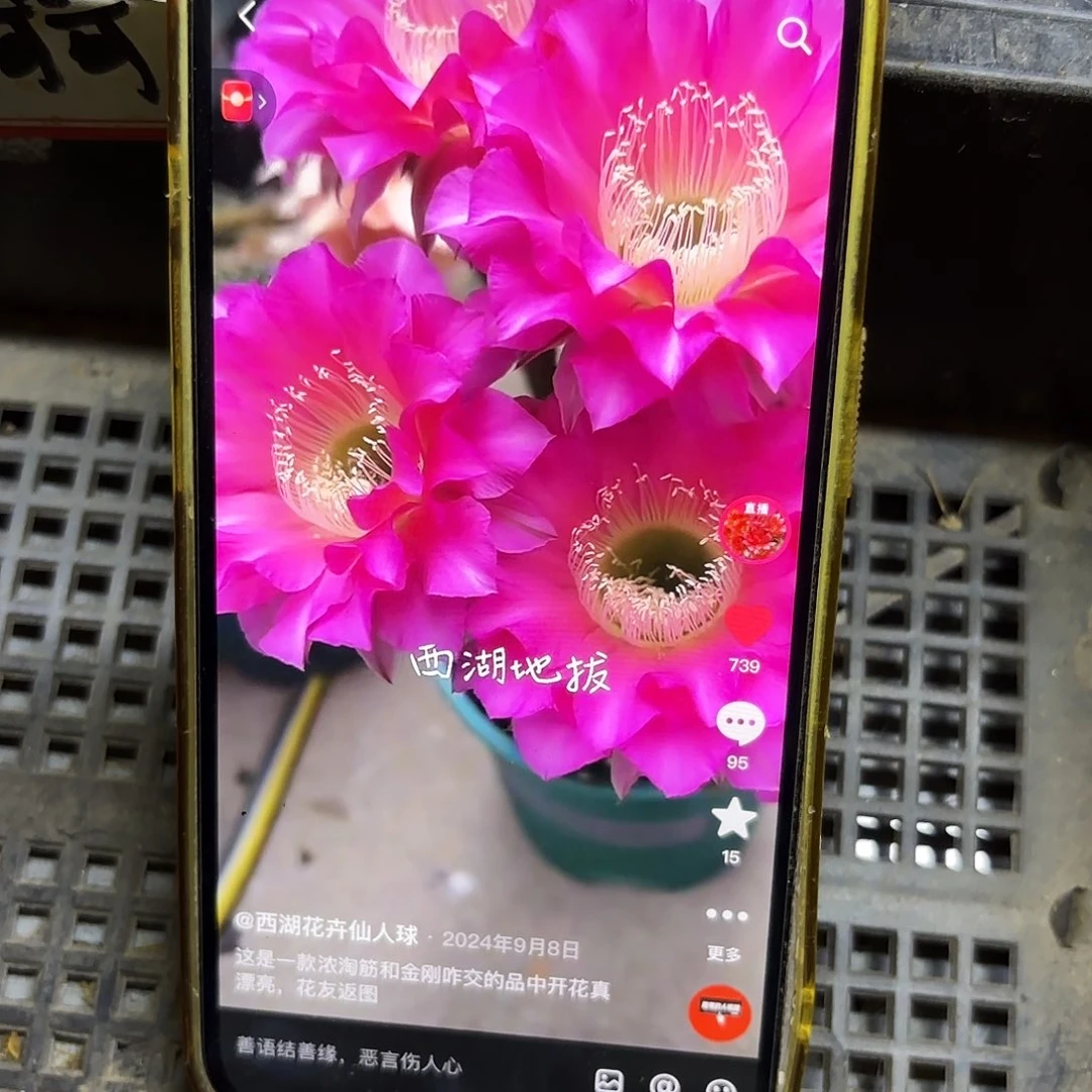 地拔侧牙20包邮仙人球39