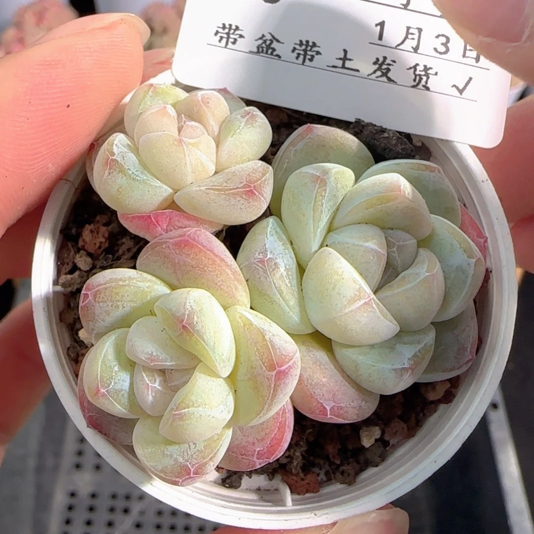 多肉0103-140冰玉三头