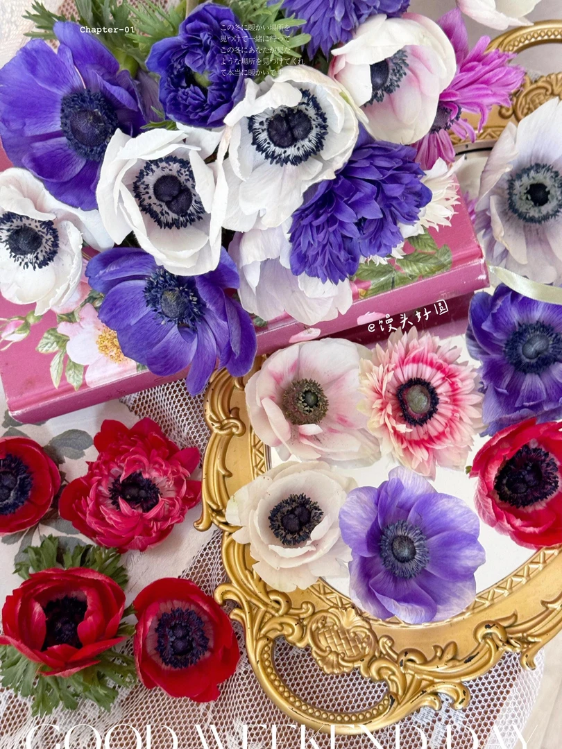 单瓣银莲 鲜花 稀有小众鲜花