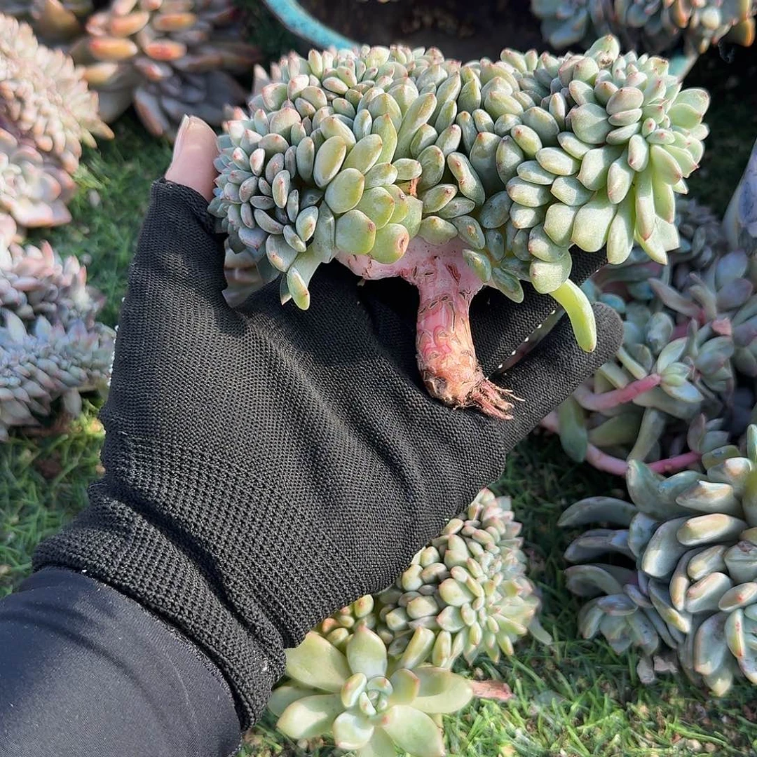 棍棍腿呀呀呀呀呀呀