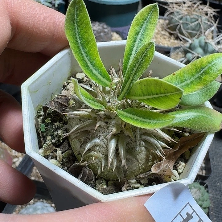 155惠比须笑带盆发货