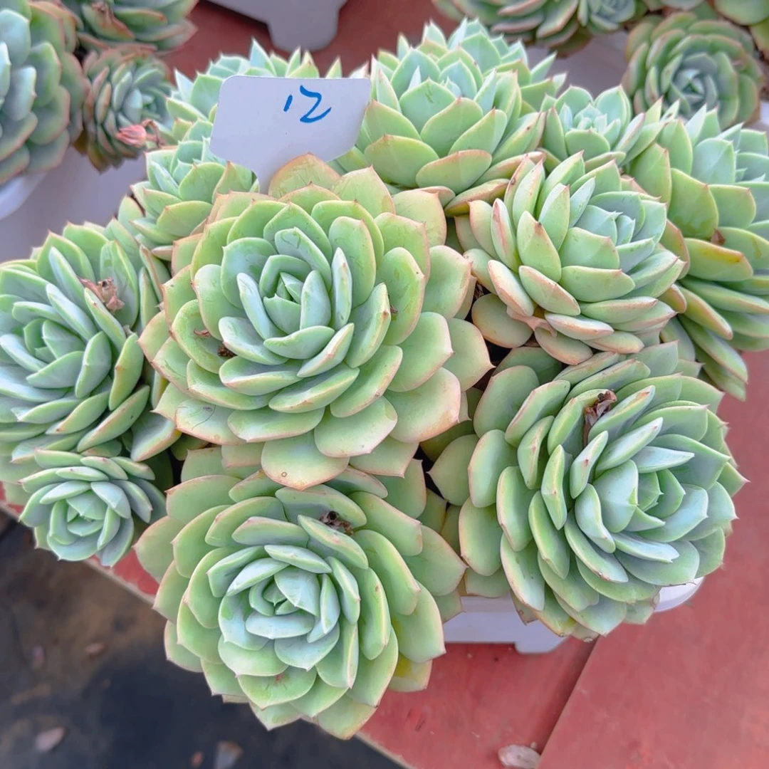 12领取多肉植物生长