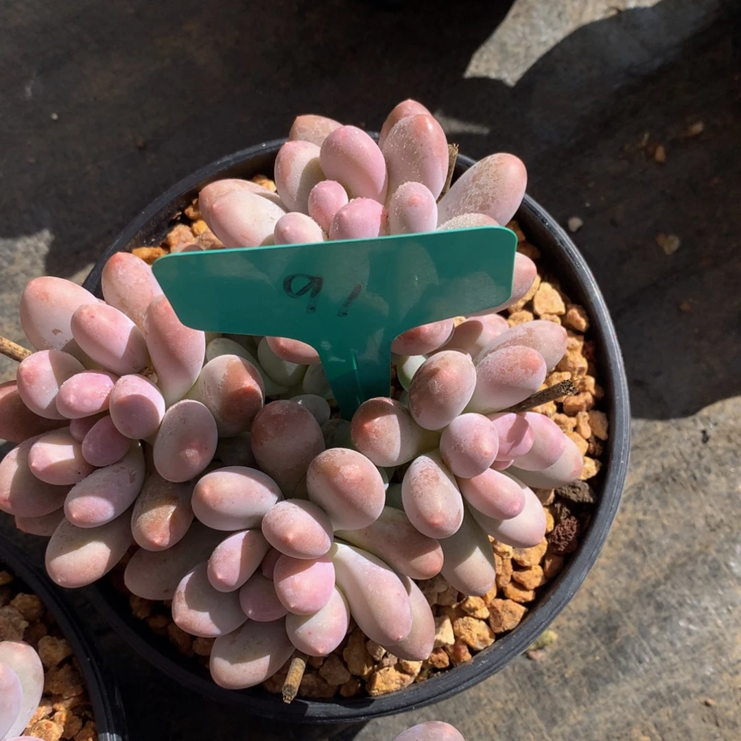 七彩美人26626272727272