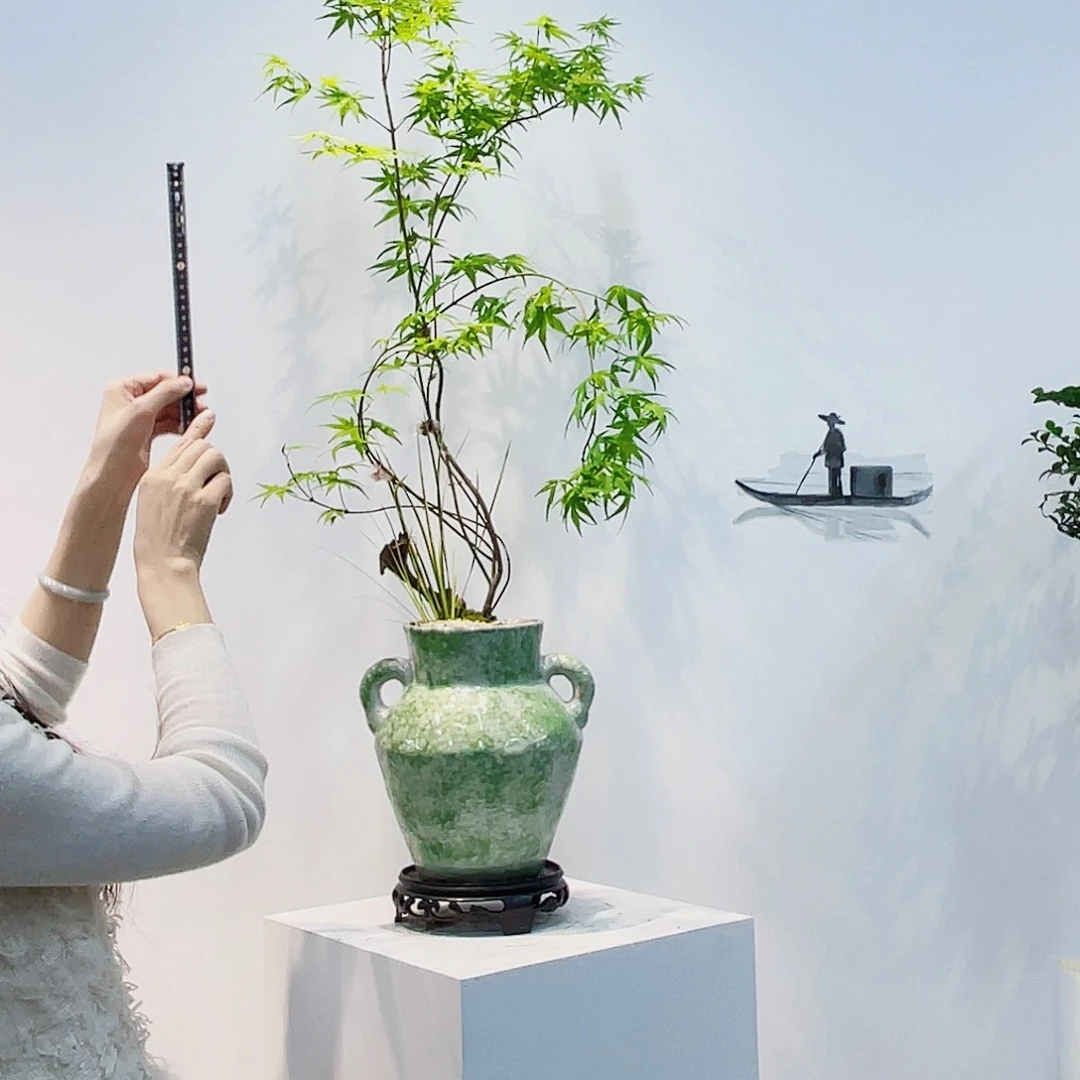 高端绿植一物一拍