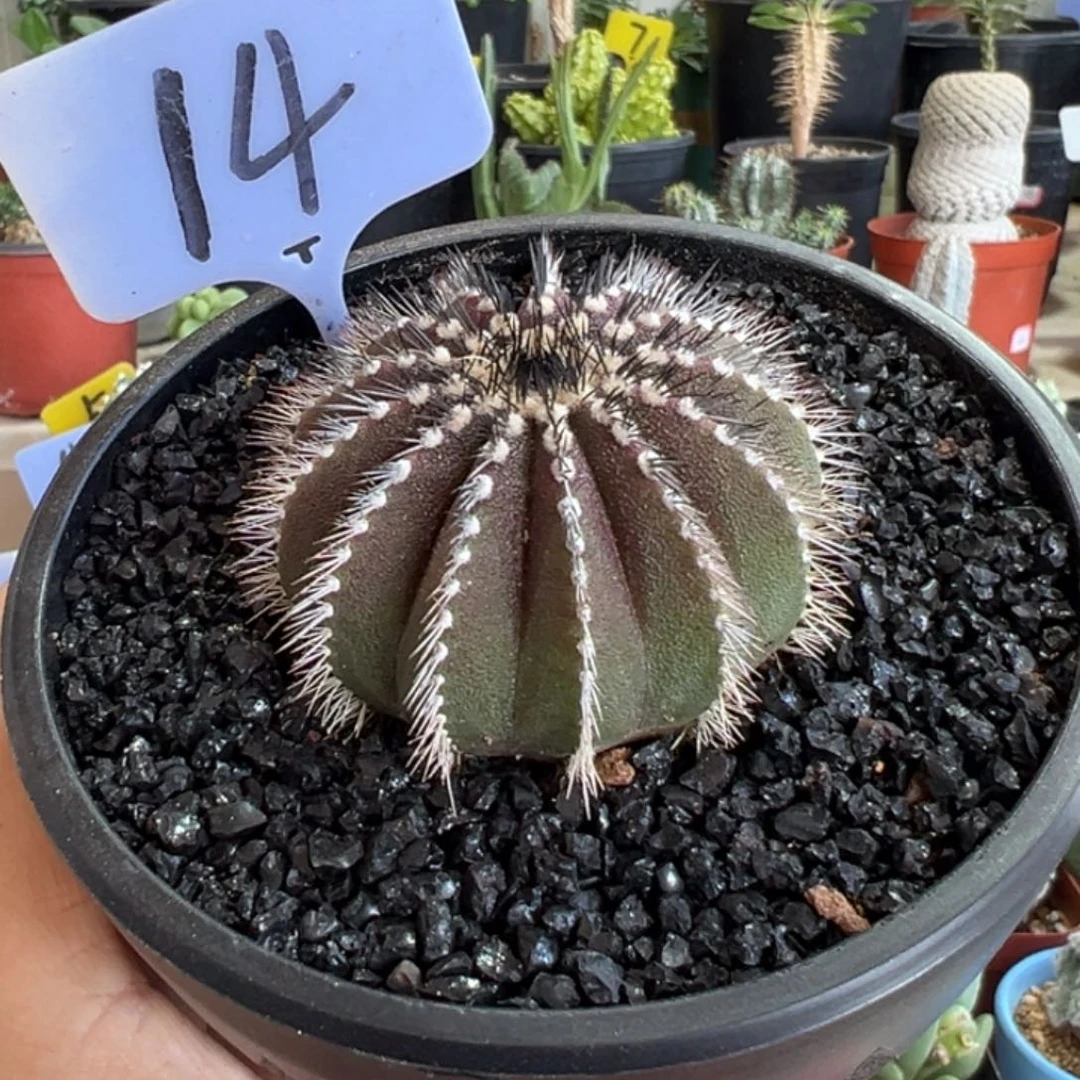 紫皮尤博球带盆111111111