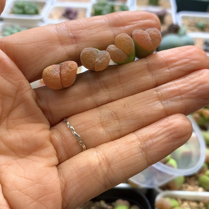 t***u专拍专拍 肉锥植物