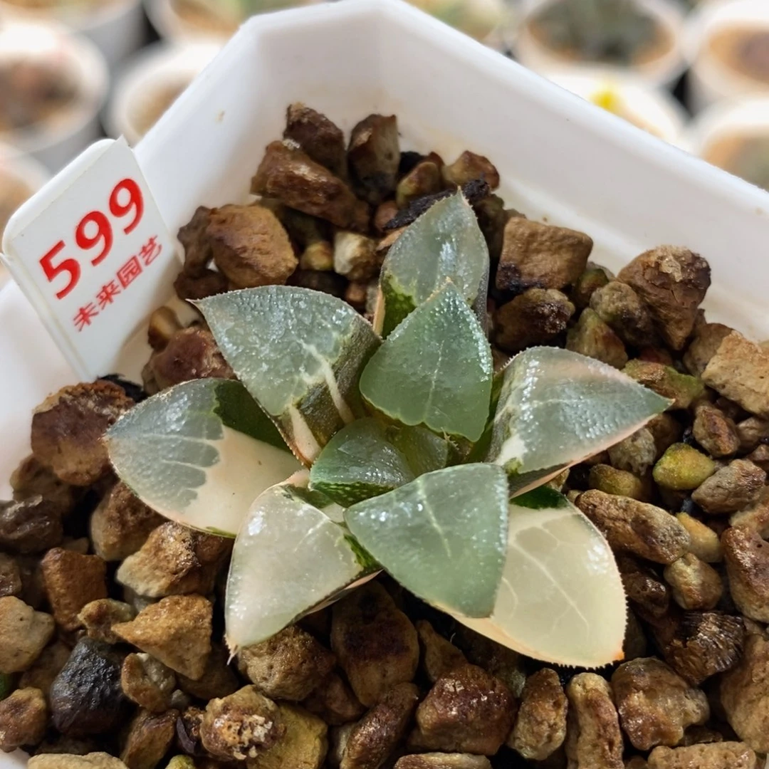 599木叶克锦一物一图