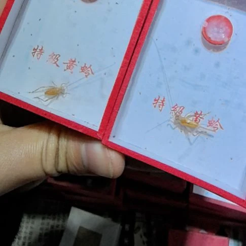 过冬大黄蛉中长须两条