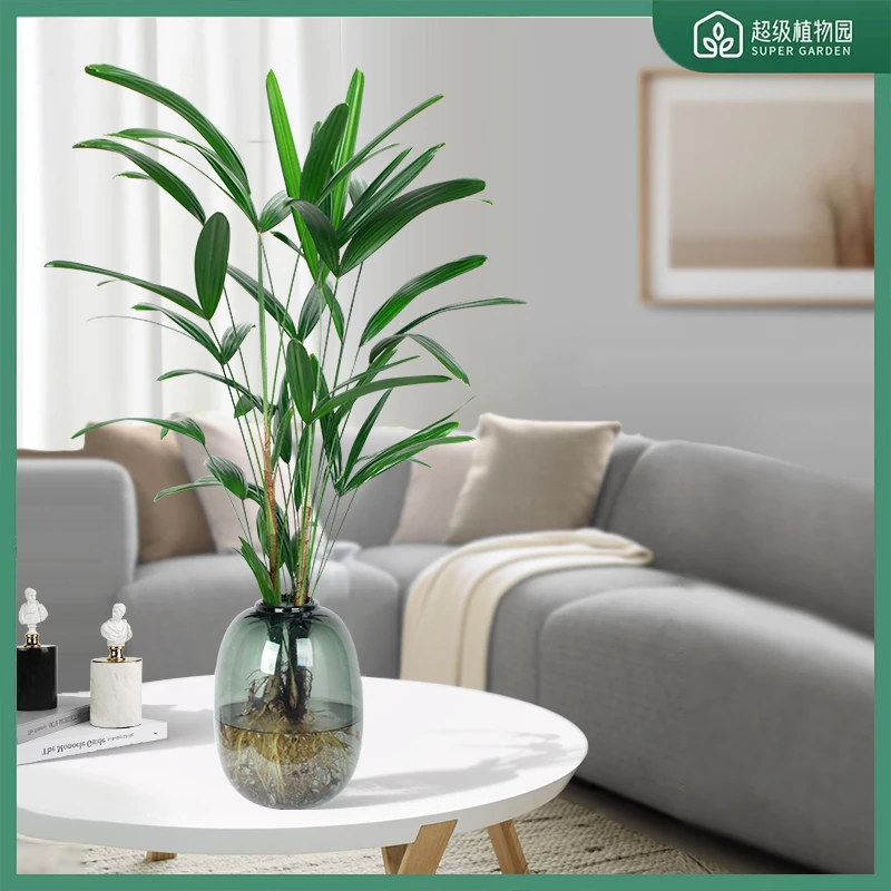 棕竹盆栽招财竹室内观音竹常绿观叶耐阴好养办公室富贵竹绿植