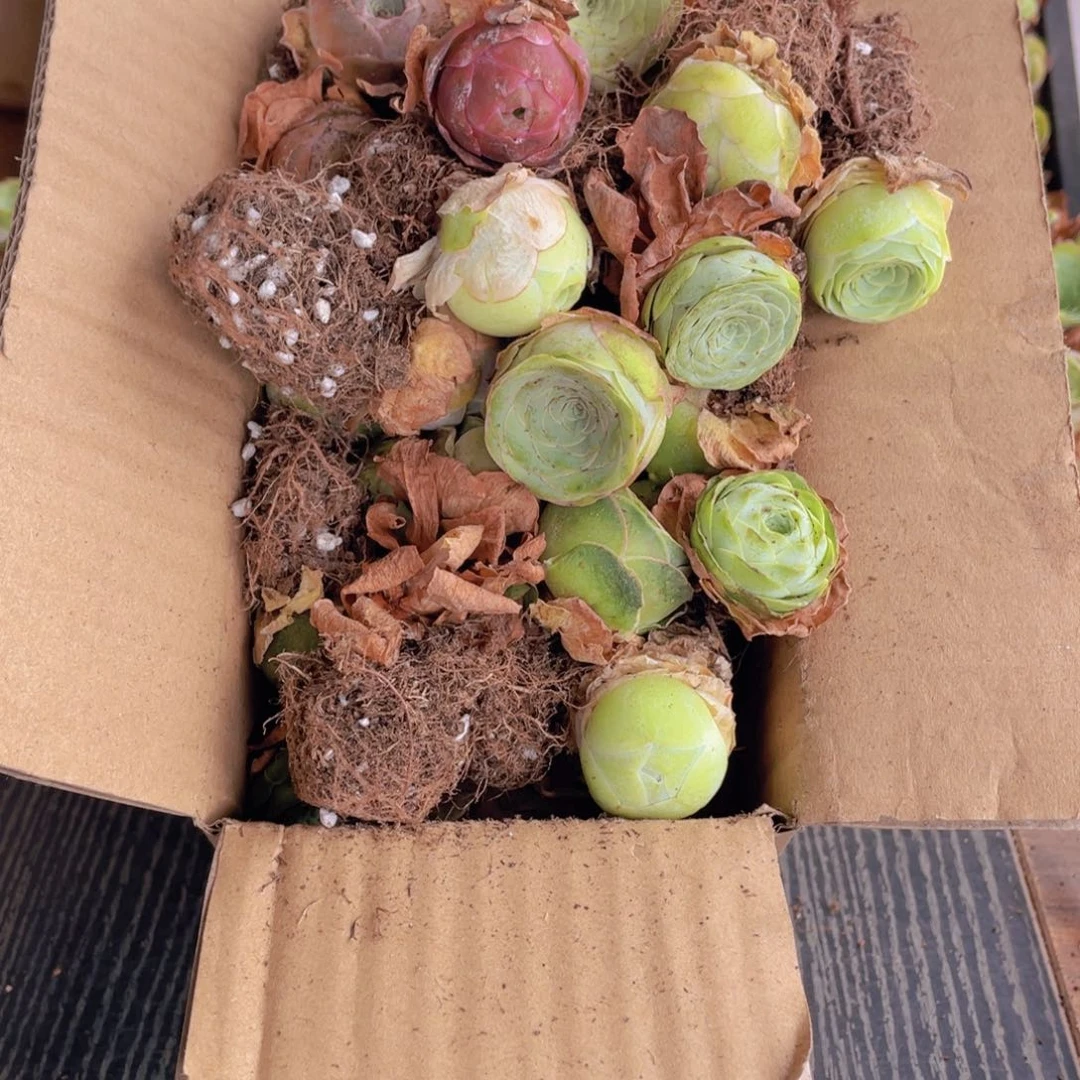 保底三十二颗量拍888888