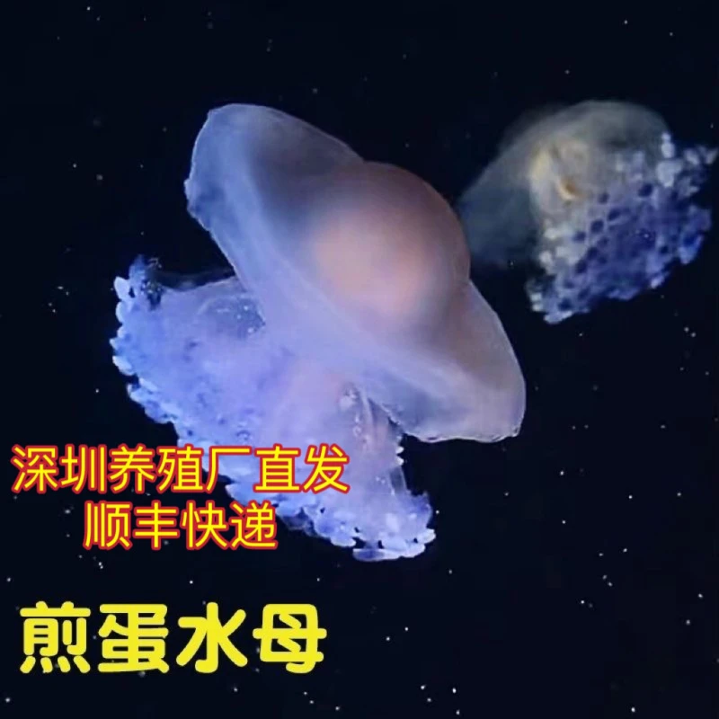 煎蛋水母活的美杜沙小宠物活幼体活物海月赤月海水观赏鱼桌面无毒
