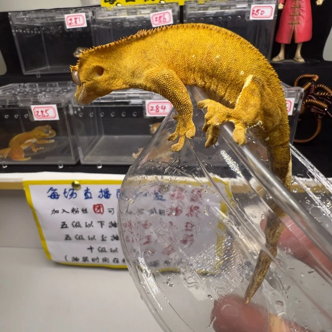 睫角守宫黄底双色波点