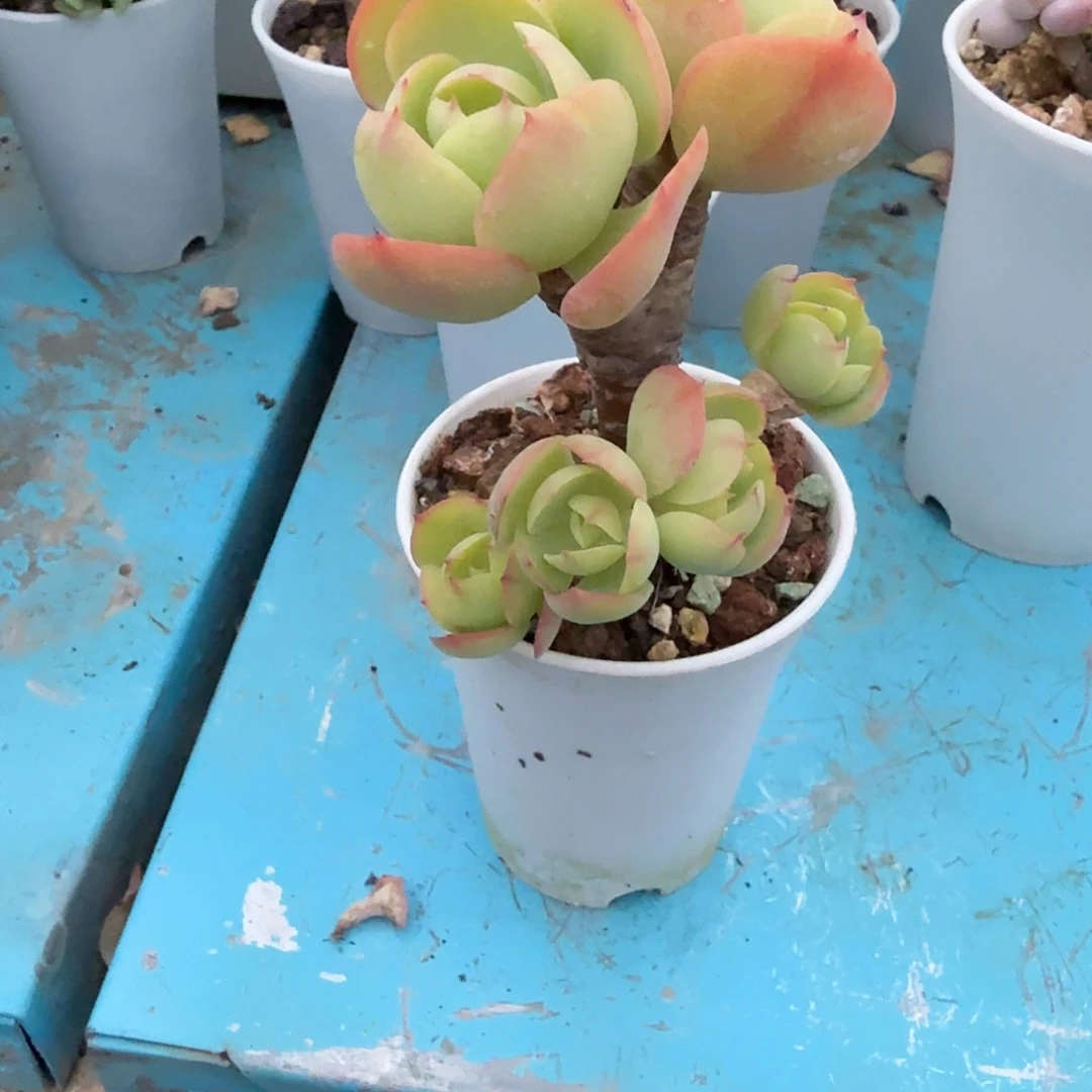 颖***凡鸡蛋碧桃多肉植物