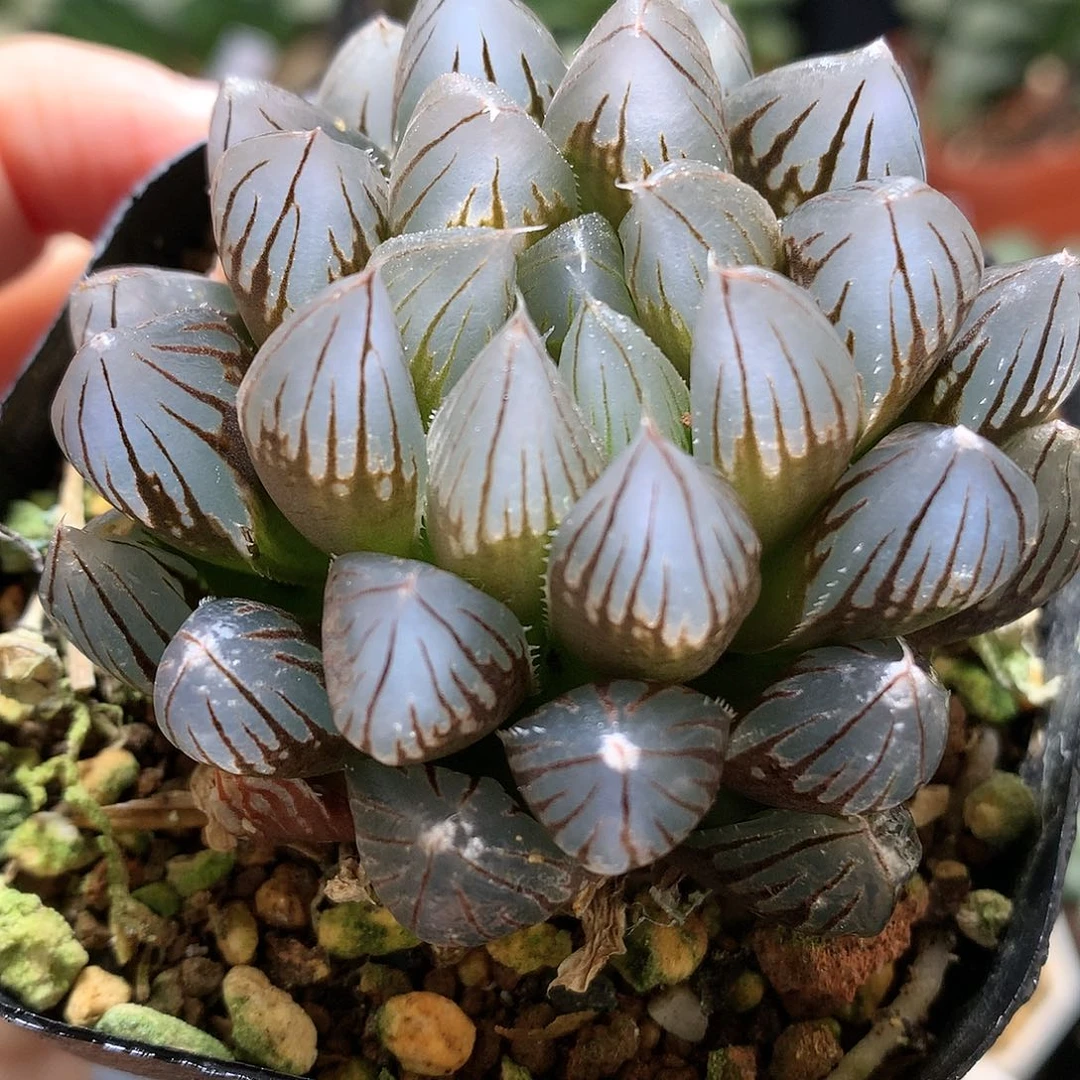 黑肌玉露带盆土发货