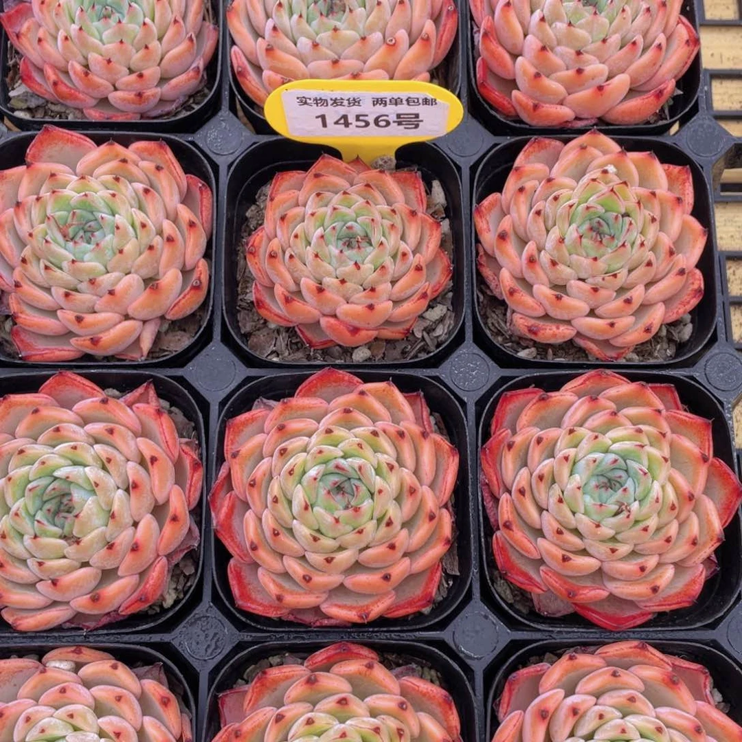 1456号 新品莲雾单头一个