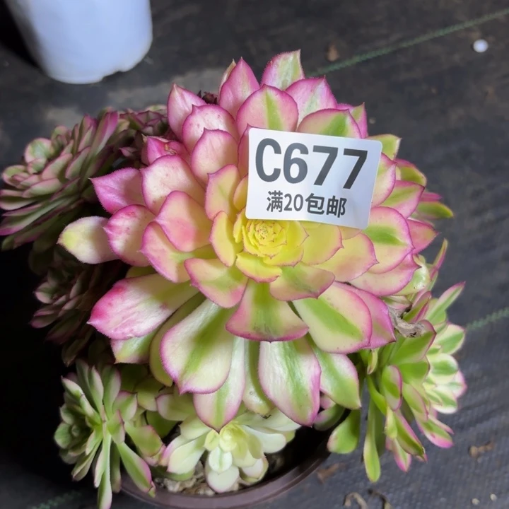 瑞妈一物一拍677不包断枝