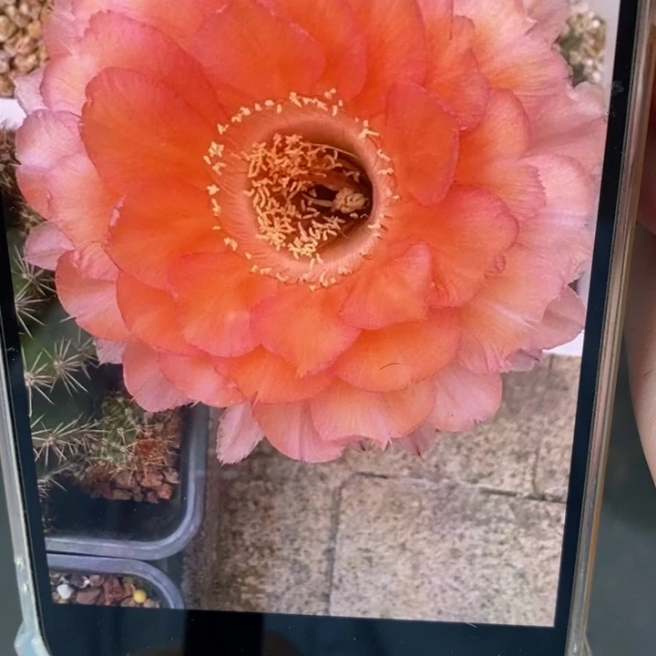 香香心舞带根4.5公分左右