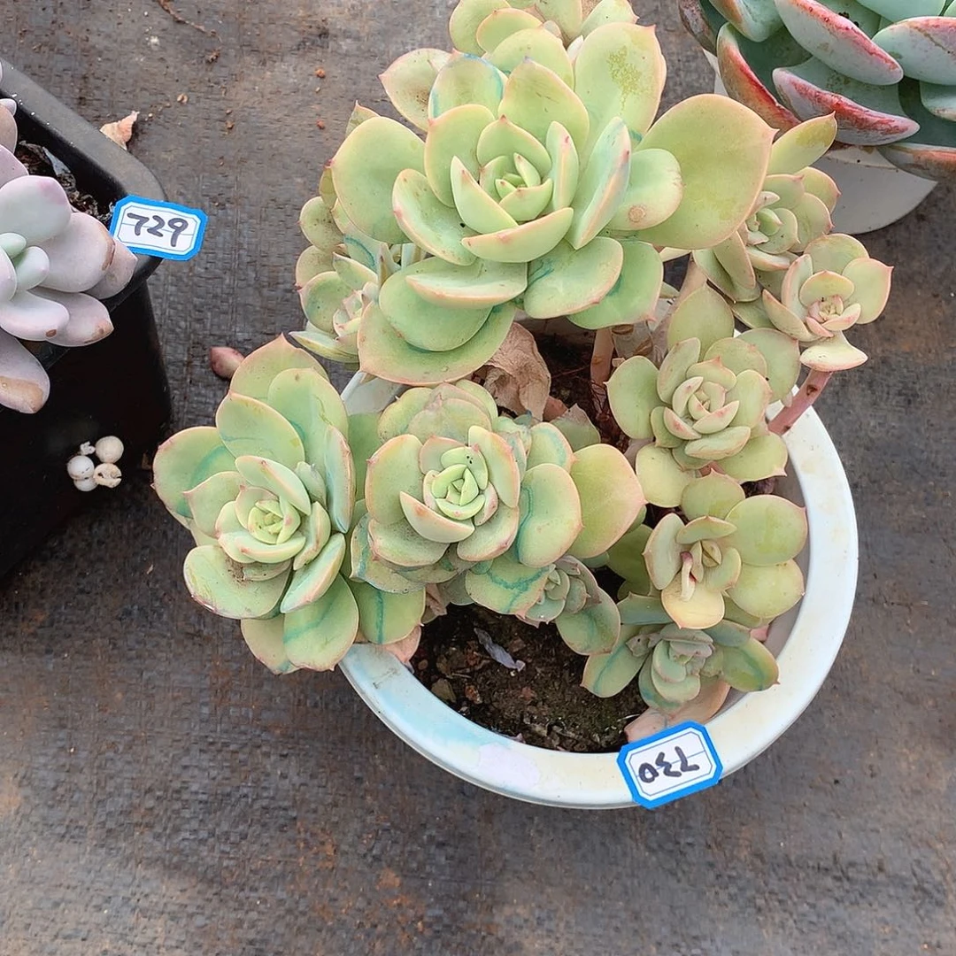 730趴趴熊 一物一拍多肉