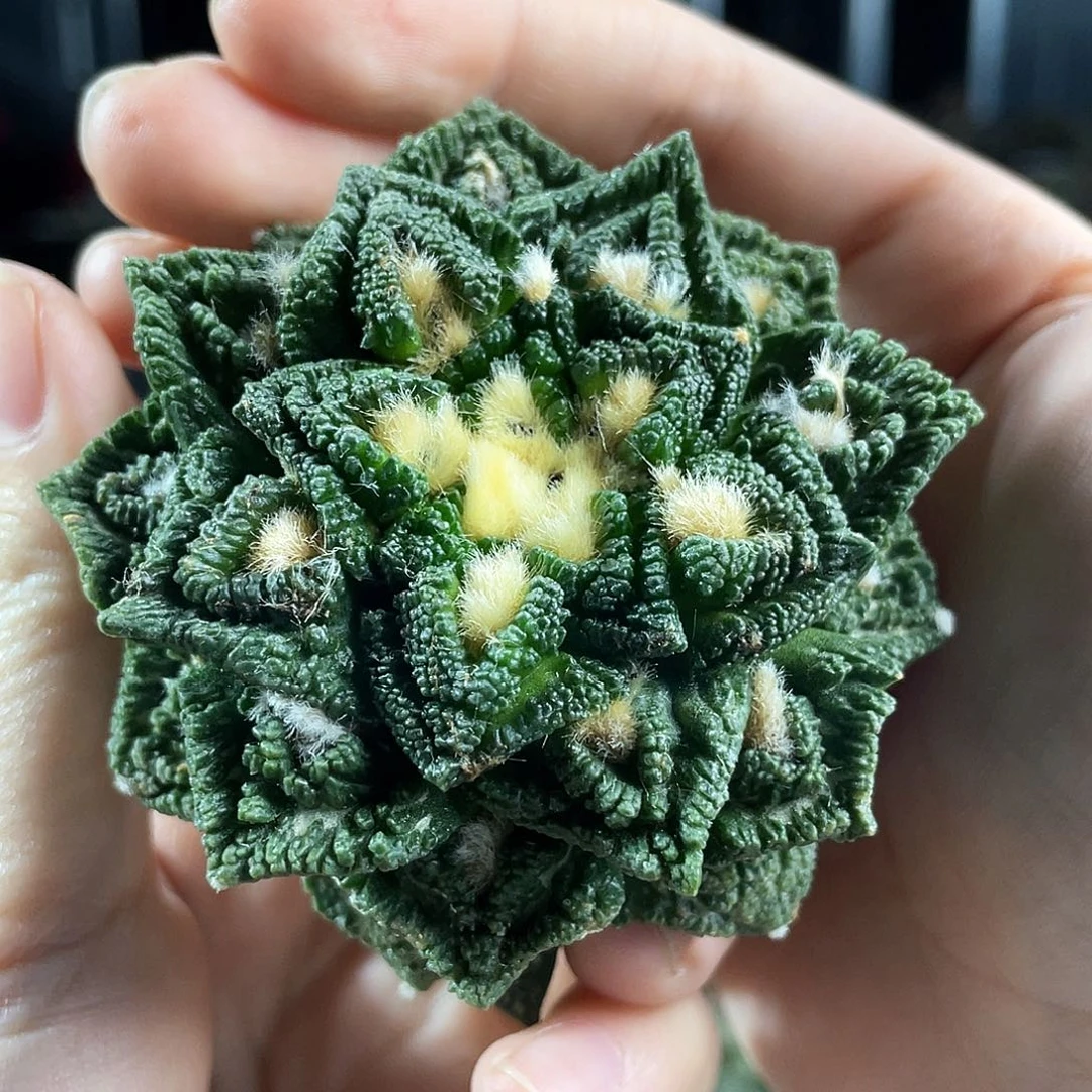 5号7cn好割尤辛顿牡丹萝卜根