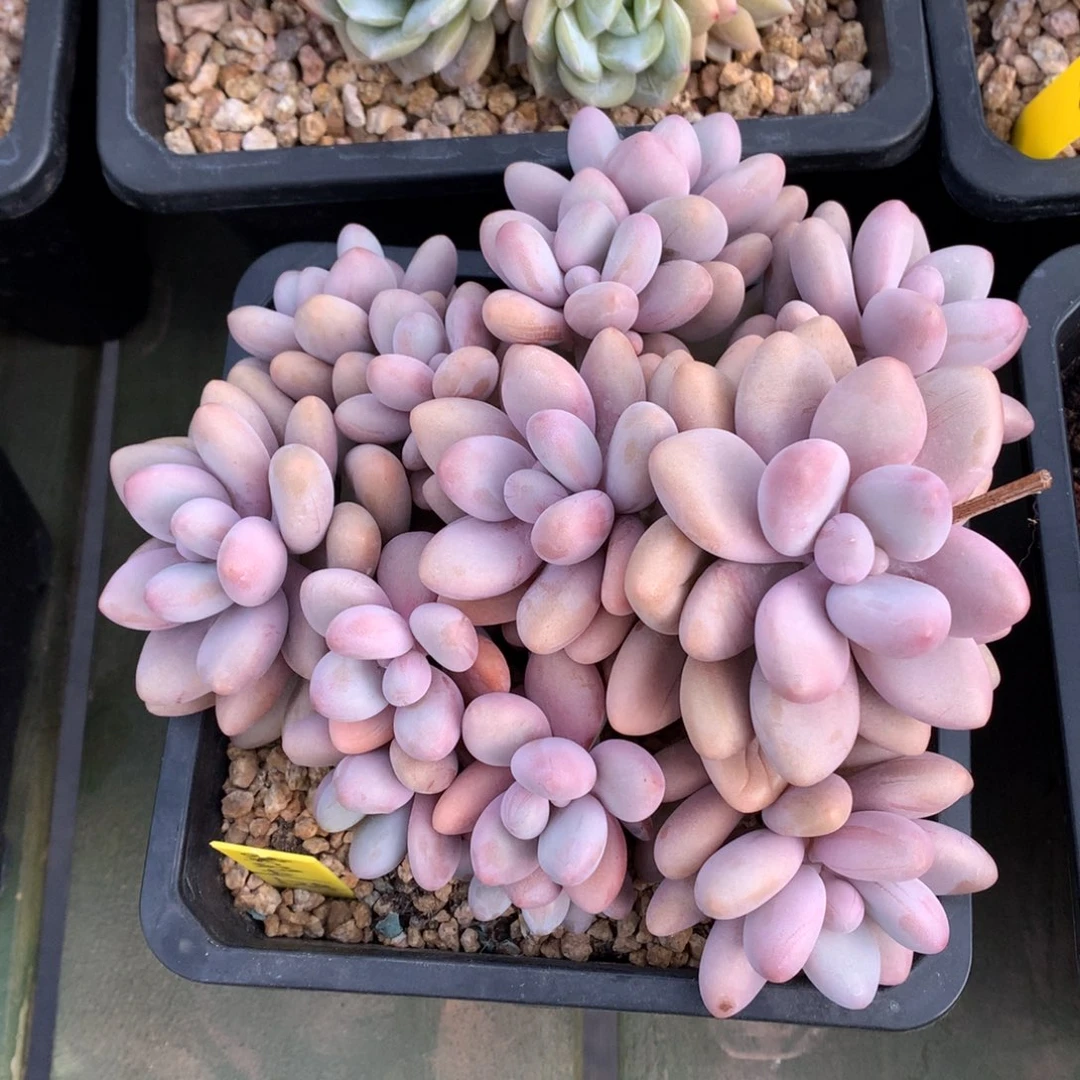 大群 蜜多丽 一颗