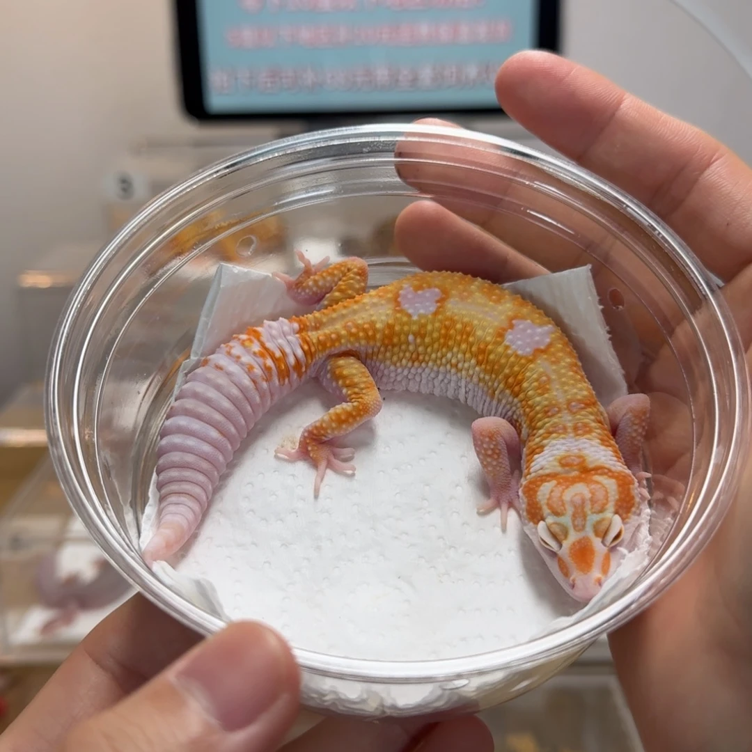 豹纹守宫白黄蜡笔川普妹妹