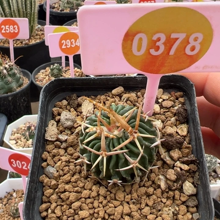 实生多楞玉仙人球0378