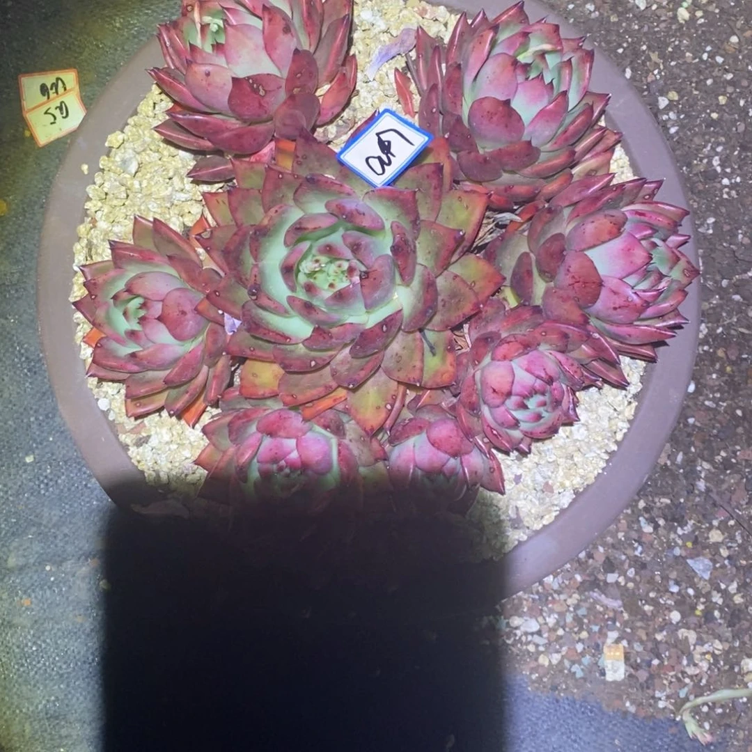 P**g福利东云樱桃女王a47