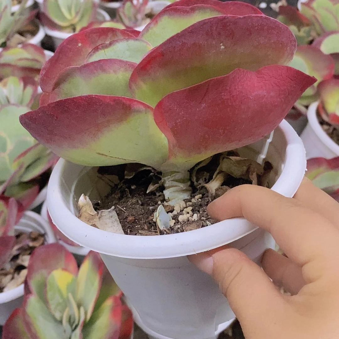 唐印锦大单头老桩，八亩地