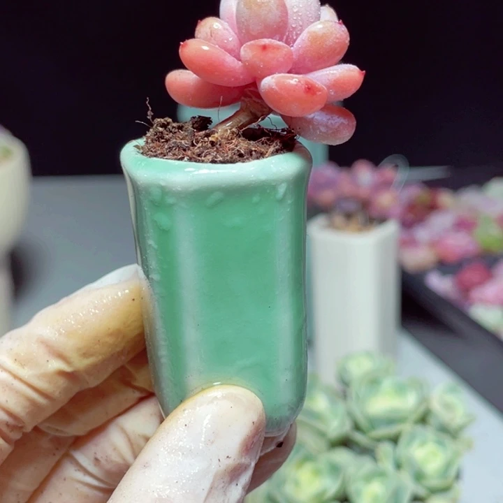 星星雪样品1颗裸根发货