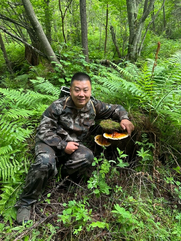 徐雷东北野生松杉灵芝