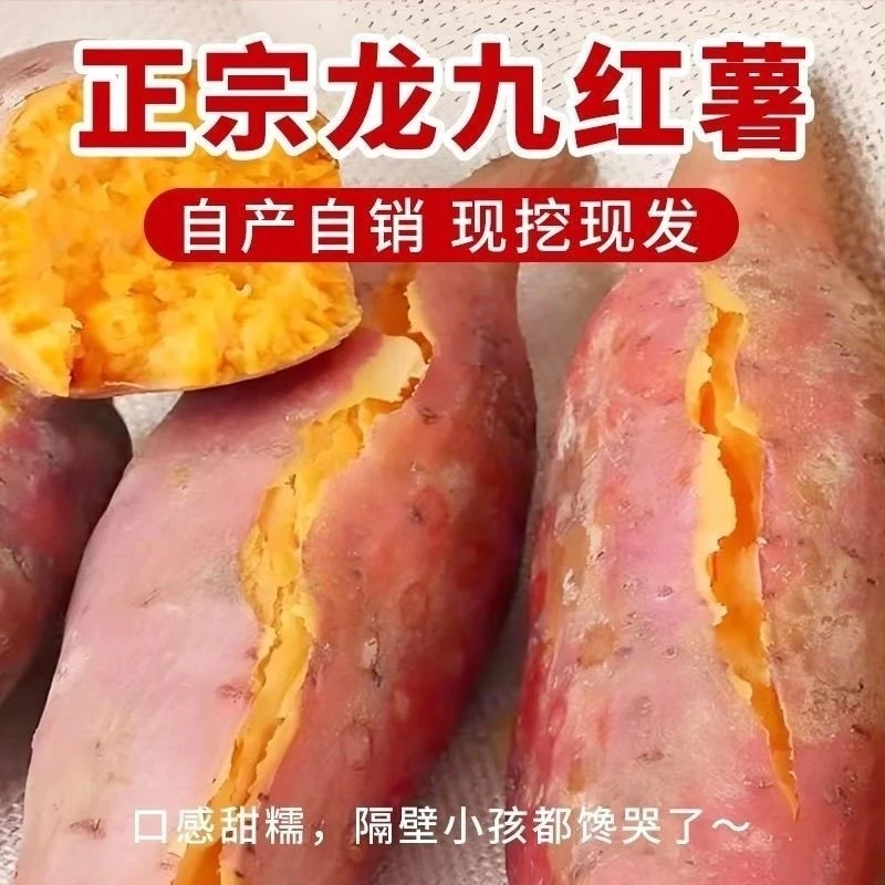 【到手带箱5斤】龙九沙地板栗红薯蜜薯软糯【物流断裂不影响食用】